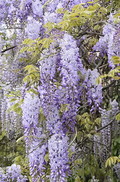 532042 - Japanese wisteria (Wisteria floribunda)