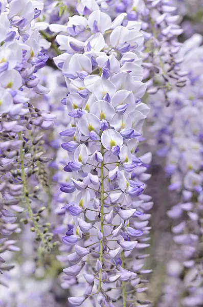 532043 - Japanese wisteria (Wisteria floribunda)