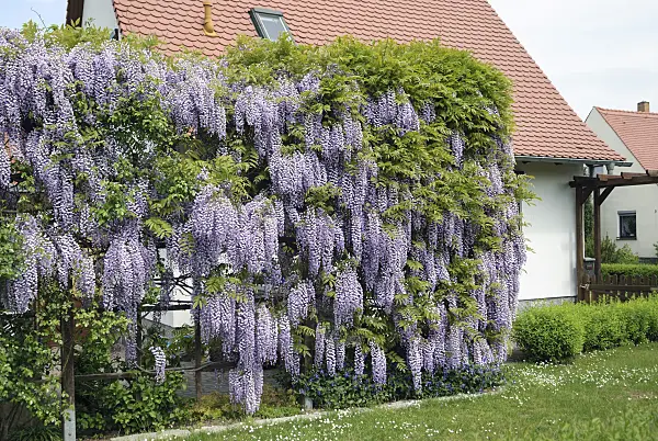 535439 - Japanese wisteria (Wisteria floribunda)