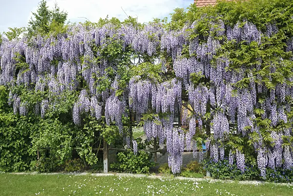 535441 - Japanese wisteria (Wisteria floribunda)