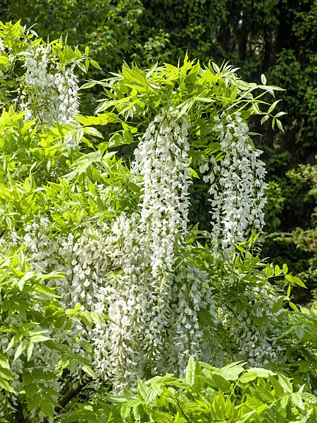437379 - Japanese wisteria (Wisteria floribunda 'Alba')