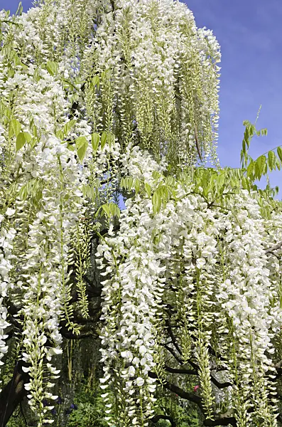 508084 - Japanese wisteria (Wisteria floribunda 'Alba')