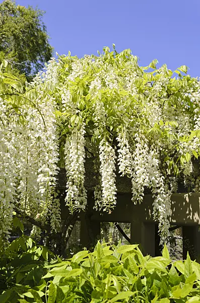 508407 - Japanese wisteria (Wisteria floribunda 'Alba')