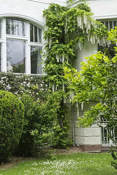 544180 - Japanese wisteria (Wisteria floribunda 'Alba')