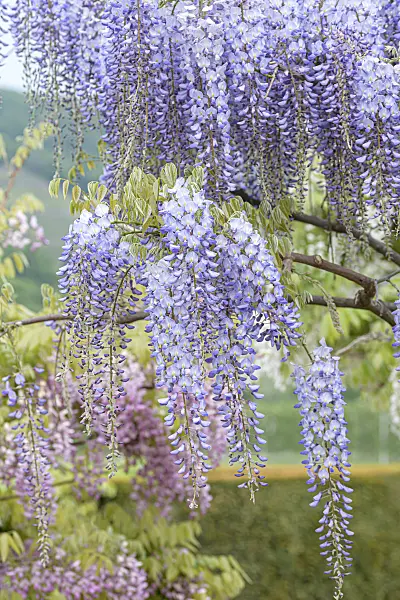 607229 - Japanese wisteria (Wisteria floribunda 'Blue Dream')