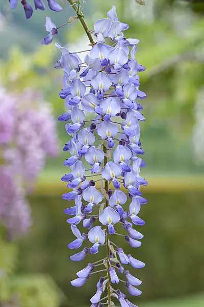 607230 - Japanese wisteria (Wisteria floribunda 'Blue Dream')
