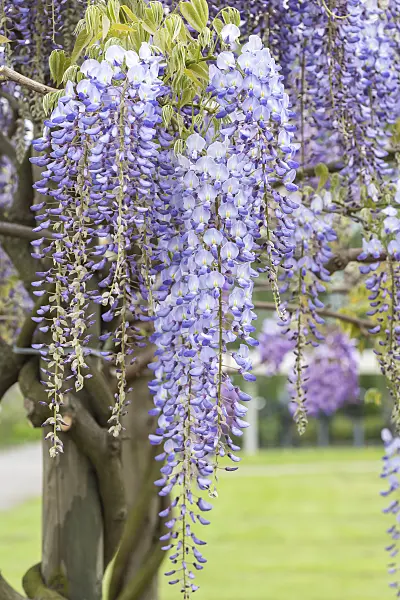 638387 - Japanese wisteria (Wisteria floribunda 'Blue Dream')