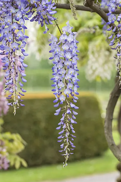 638389 - Japanese wisteria (Wisteria floribunda 'Blue Dream')