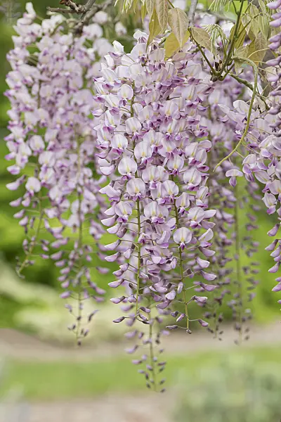 607231 - Japanese wisteria (Wisteria floribunda 'Honbeni')