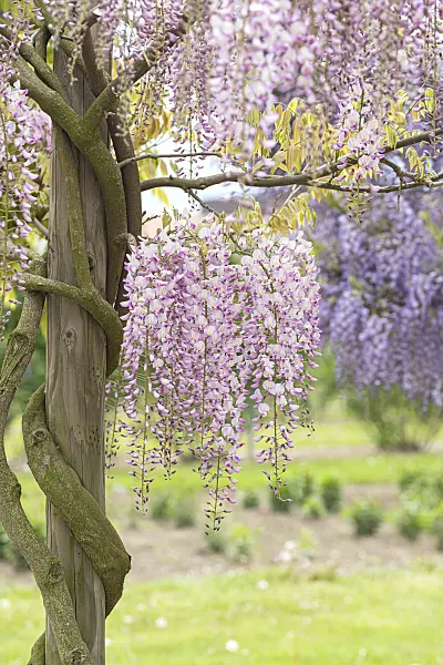607232 - Japanese wisteria (Wisteria floribunda 'Honbeni')