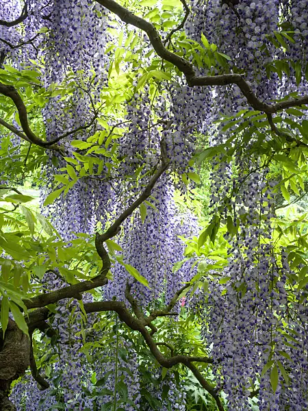 437380 - Japanese wisteria (Wisteria floribunda 'Longissima')