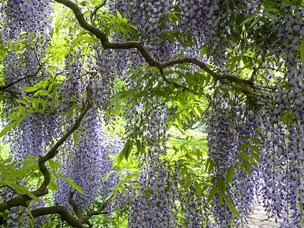437381 - Japanese wisteria (Wisteria floribunda 'Longissima')