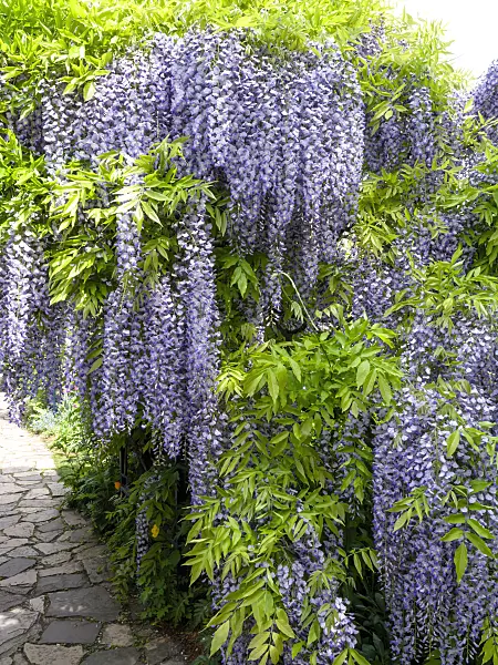437382 - Japanese wisteria (Wisteria floribunda 'Longissima')