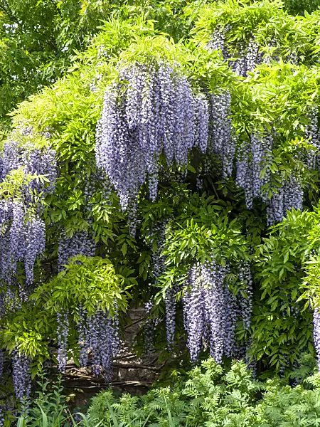 437383 - Japanese wisteria (Wisteria floribunda 'Longissima')