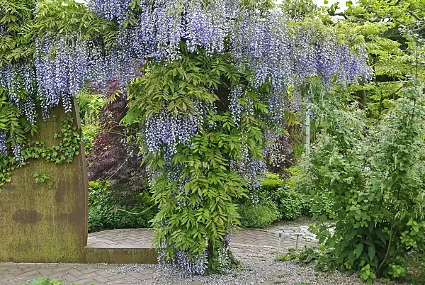 502456 - Japanese wisteria (Wisteria floribunda 'Multijuga')