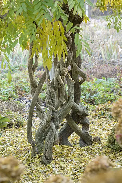 575355 - Japanese wisteria (Wisteria floribunda 'Multijuga')