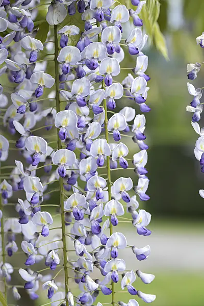 607233 - Japanese wisteria (Wisteria floribunda 'Multijuga')