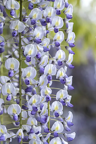 607234 - Japanese wisteria (Wisteria floribunda 'Multijuga')