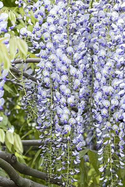 607235 - Japanese wisteria (Wisteria floribunda 'Multijuga')