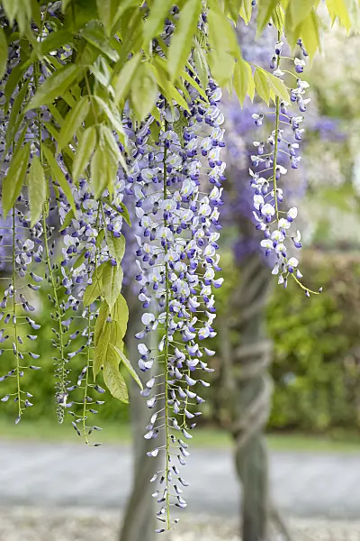 607236 - Japanese wisteria (Wisteria floribunda 'Multijuga')