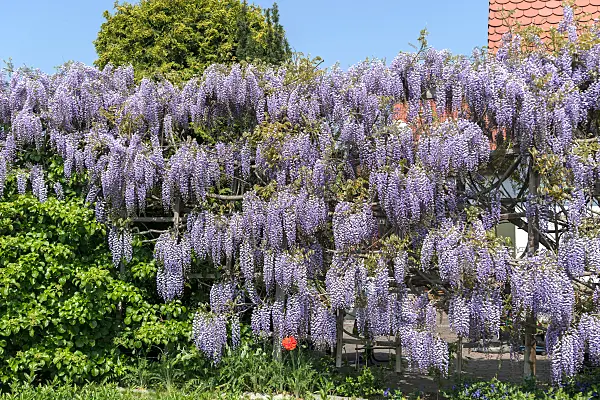 664478 - Japanese wisteria (Wisteria floribunda 'Multijuga')
