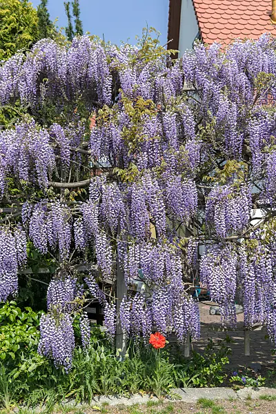 664479 - Japanese wisteria (Wisteria floribunda 'Multijuga')