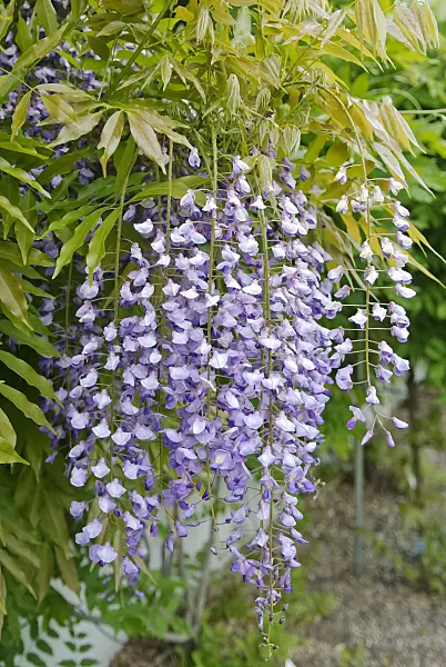 490188 - Japanese wisteria (Wisteria floribunda 'Murasaki Noda')
