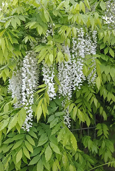 490189 - Japanese wisteria (Wisteria floribunda 'Shiro Noda')
