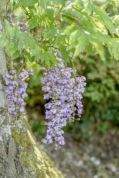 547315 - Japanese wisteria (Wisteria floribunda 'Violacea Plena')