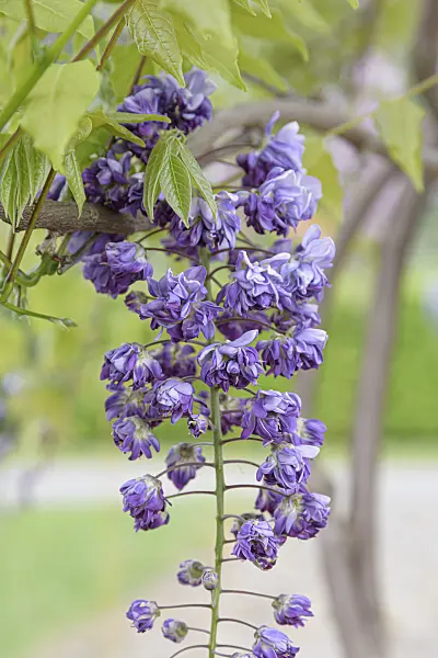 616354 - Japanese wisteria (Wisteria floribunda 'Violacea Plena')