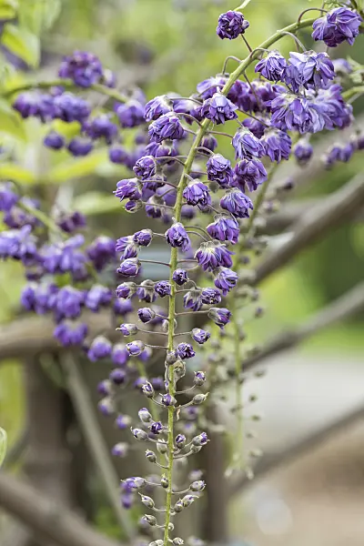 638391 - Japanese wisteria (Wisteria floribunda 'Violacea Plena')