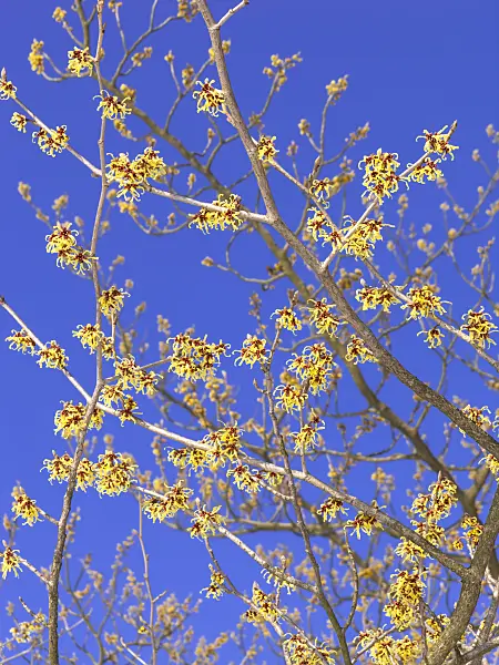 435013 - Japanese witch hazel (Hamamelis japonica)