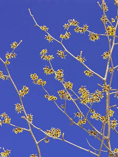 435014 - Japanese witch hazel (Hamamelis japonica)