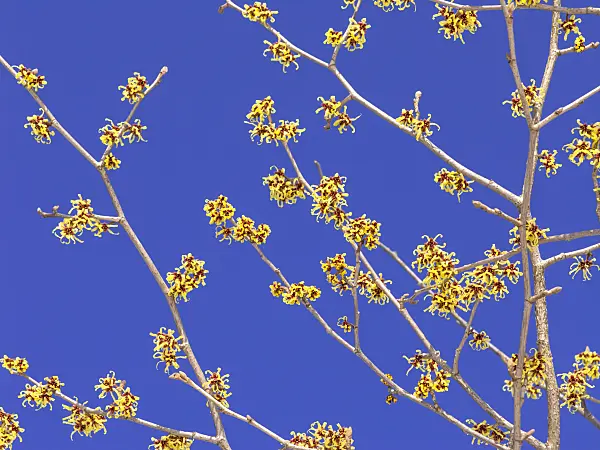 435015 - Japanese witch hazel (Hamamelis japonica)