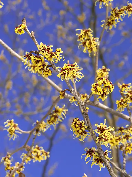 435016 - Japanese witch hazel (Hamamelis japonica)
