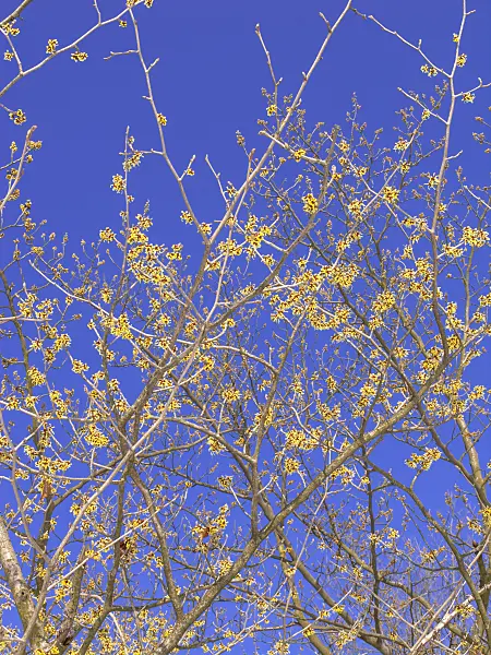 435017 - Japanese witch hazel (Hamamelis japonica)