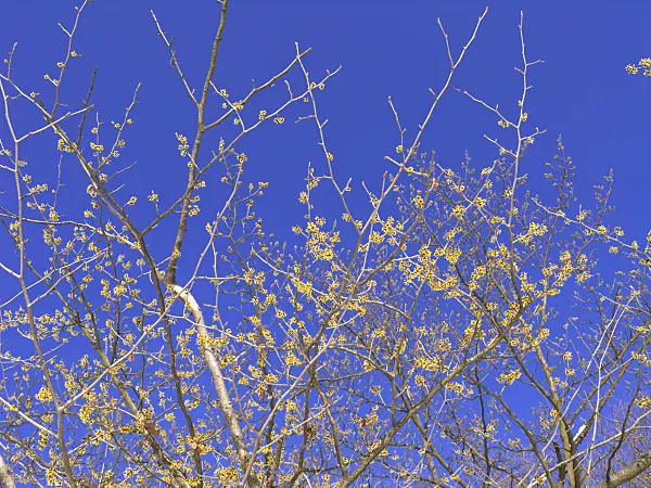435018 - Japanese witch hazel (Hamamelis japonica)