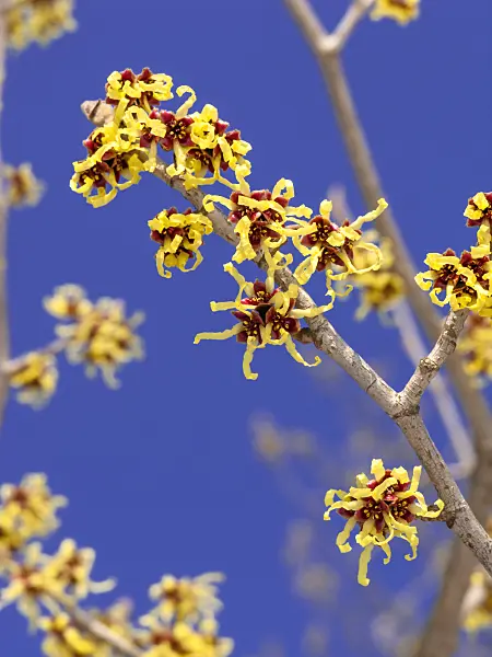 435019 - Japanese witch hazel (Hamamelis japonica)