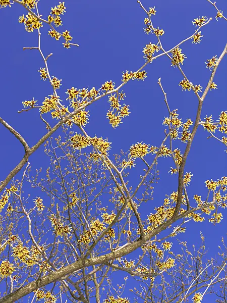 435020 - Japanese witch hazel (Hamamelis japonica)