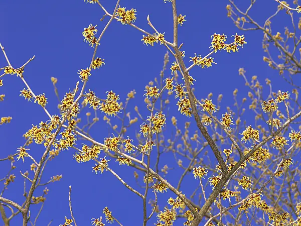 435021 - Japanese witch hazel (Hamamelis japonica)