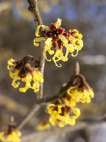 435022 - Japanese witch hazel (Hamamelis japonica)