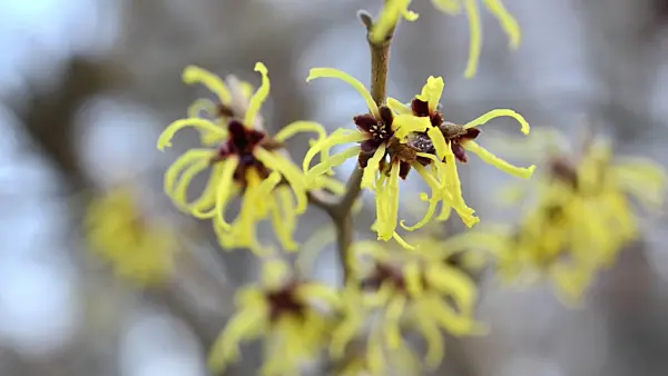 492062 - Japanese witch hazel (Hamamelis japonica)