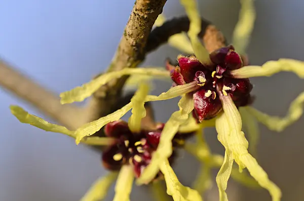 494003 - Japanese witch hazel (Hamamelis japonica)