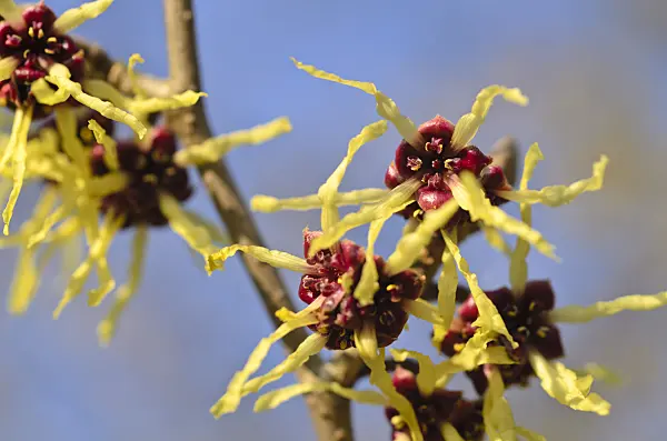 494004 - Japanese witch hazel (Hamamelis japonica)