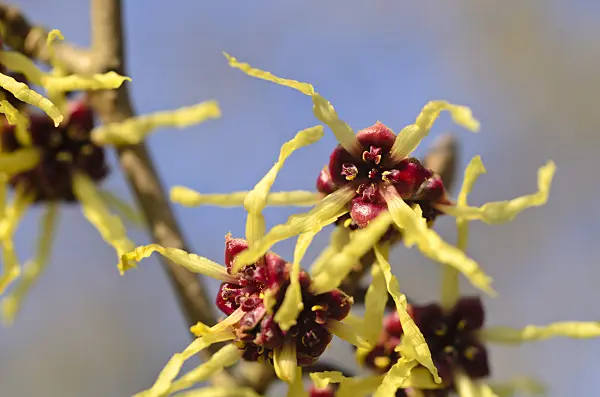 494005 - Japanese witch hazel (Hamamelis japonica)