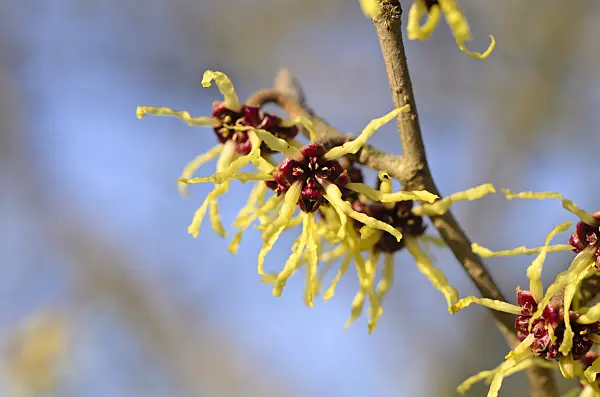 494006 - Japanese witch hazel (Hamamelis japonica)