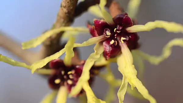 494018 - Japanese witch hazel (Hamamelis japonica)
