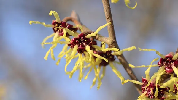 494019 - Japanese witch hazel (Hamamelis japonica)