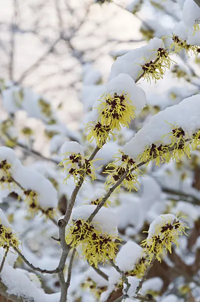 517060 - Japanese witch hazel (Hamamelis japonica)