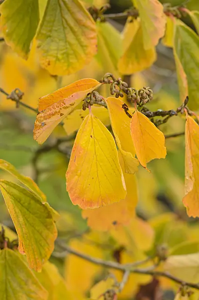 549117 - Japanese witch hazel (Hamamelis japonica)